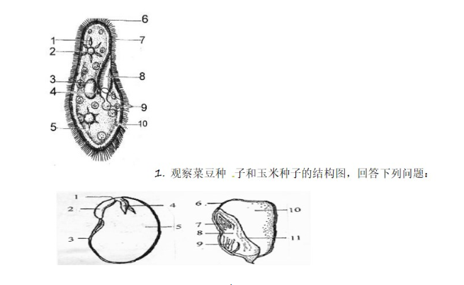 电子版七年级上册生物试卷（精选10套）